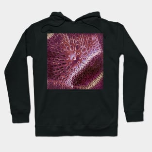 Diatom - Ditylum (internal, purple) Hoodie